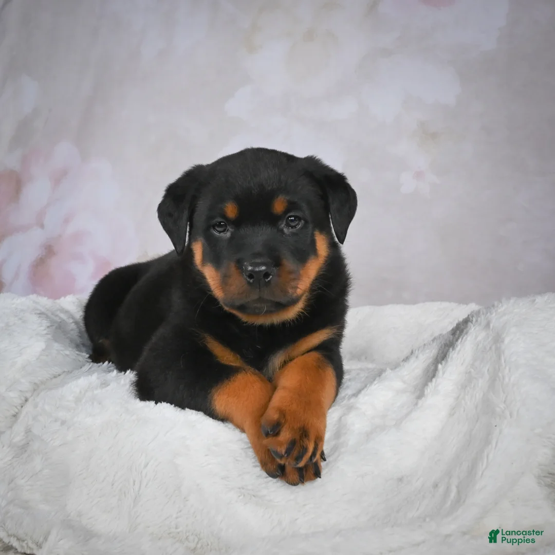 Rottweiler dogs for sale: Turbo - Ad 13