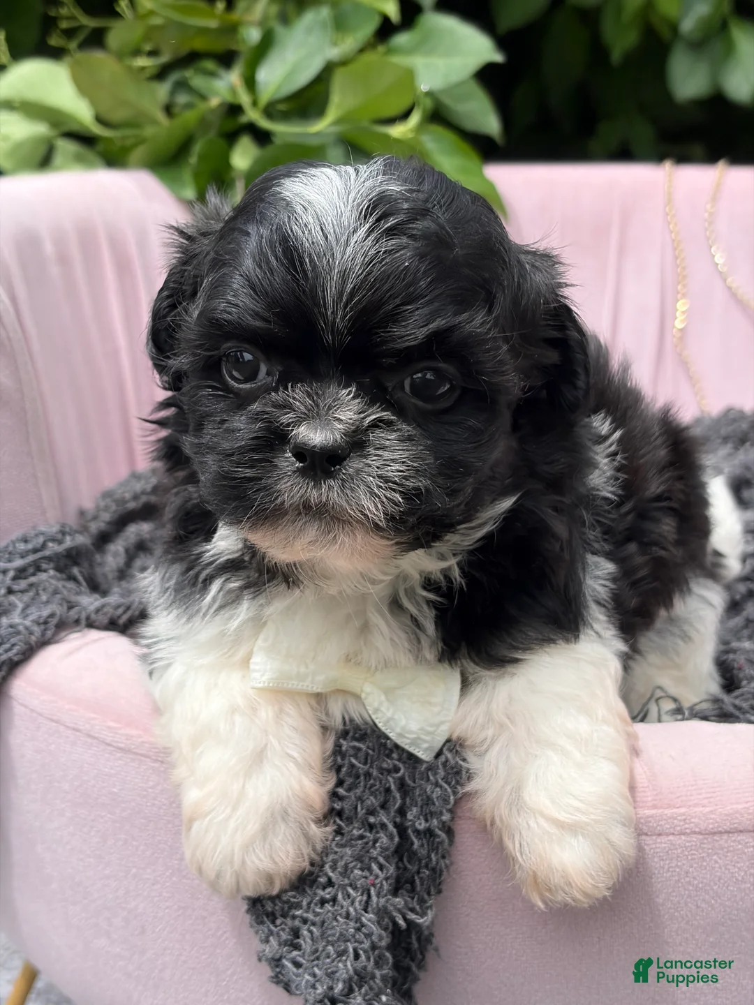 Malshi dogs for sale: Harlow - Ad 1