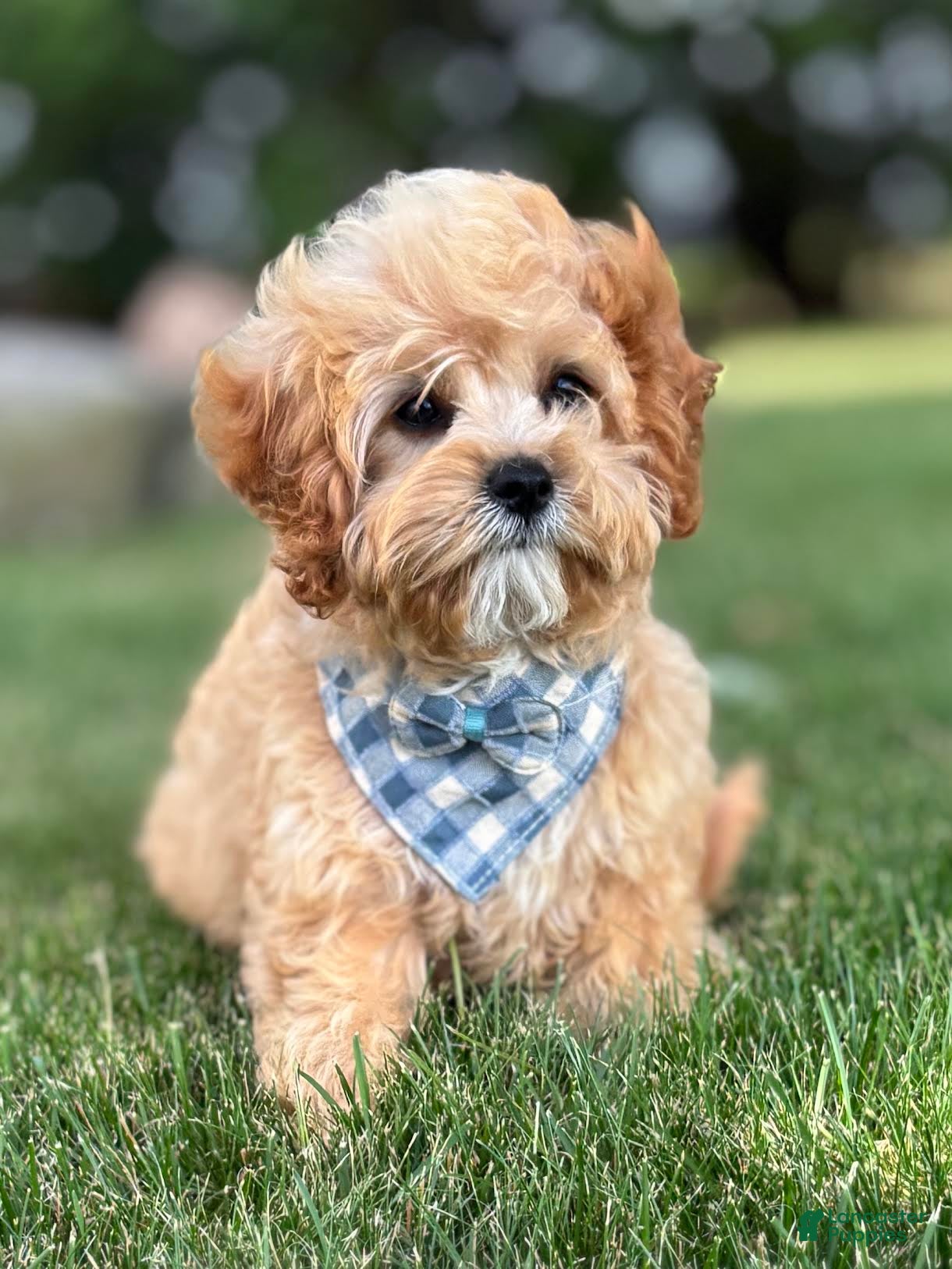 Cavapoo dogs Bounce Cavapoo Puppy  - Ad 1