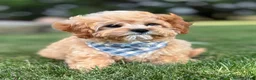 Cavapoo dogs for sale: Bounce Cavapoo Puppy  - Ad 1