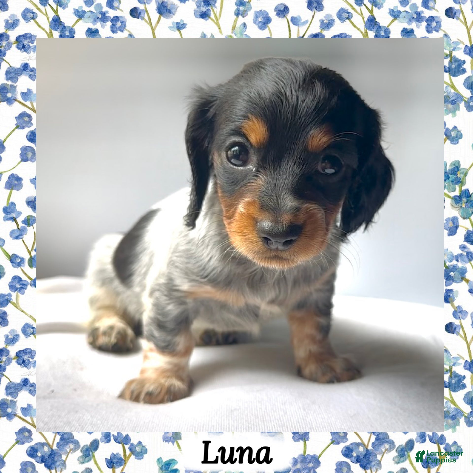 Miniature Dachshund dogs Luna - Ad 3