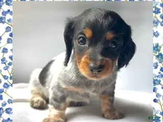 Miniature Dachshund dogs Luna - Ad 6