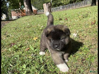 Akita dogs Rae - Ad 15