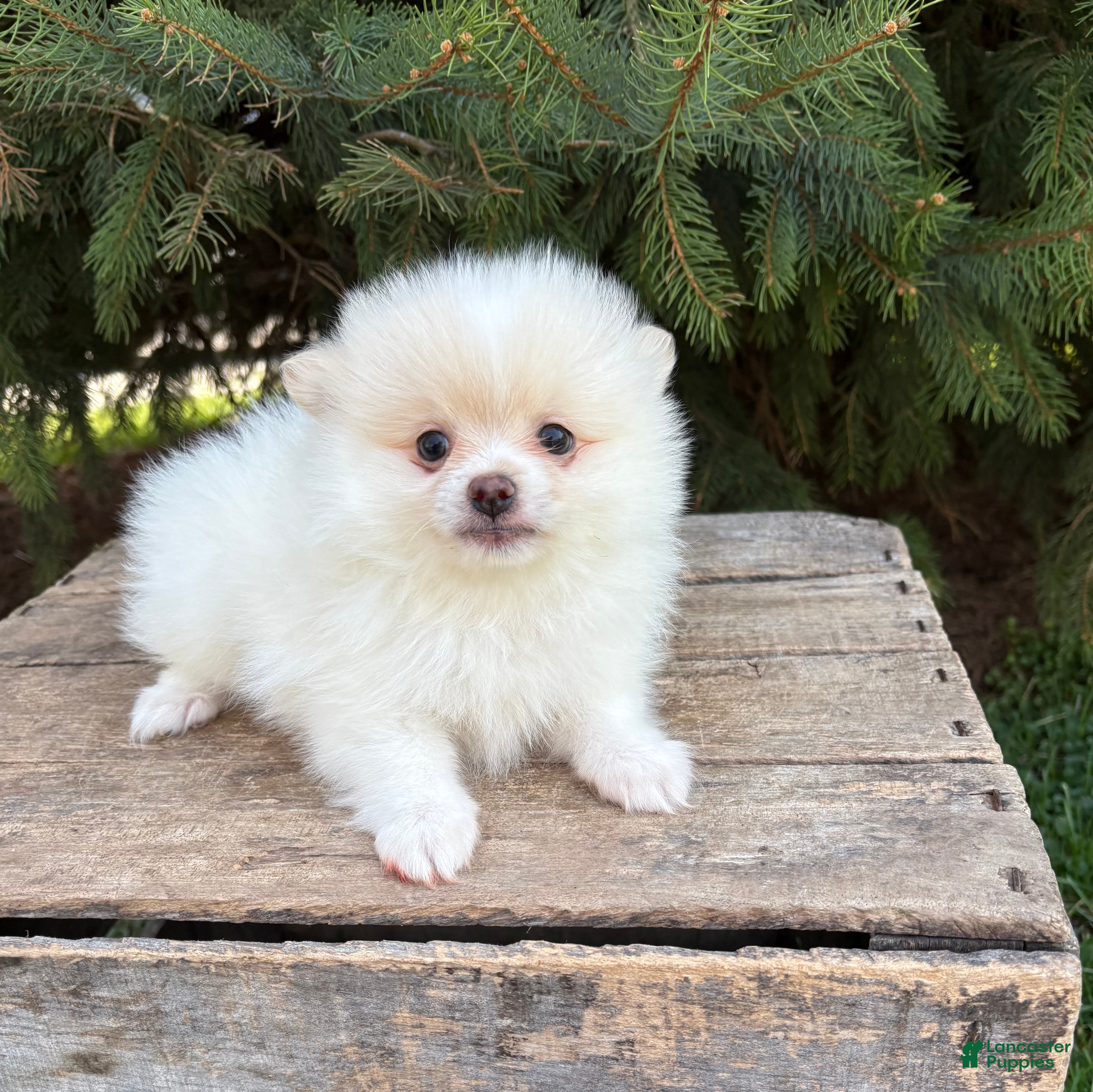 Pomeranian dogs Zeppelin - Ad 2