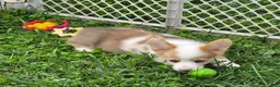 Welsh Corgi Pembroke dogs for sale: Beautiful Bentley  - Ad 18