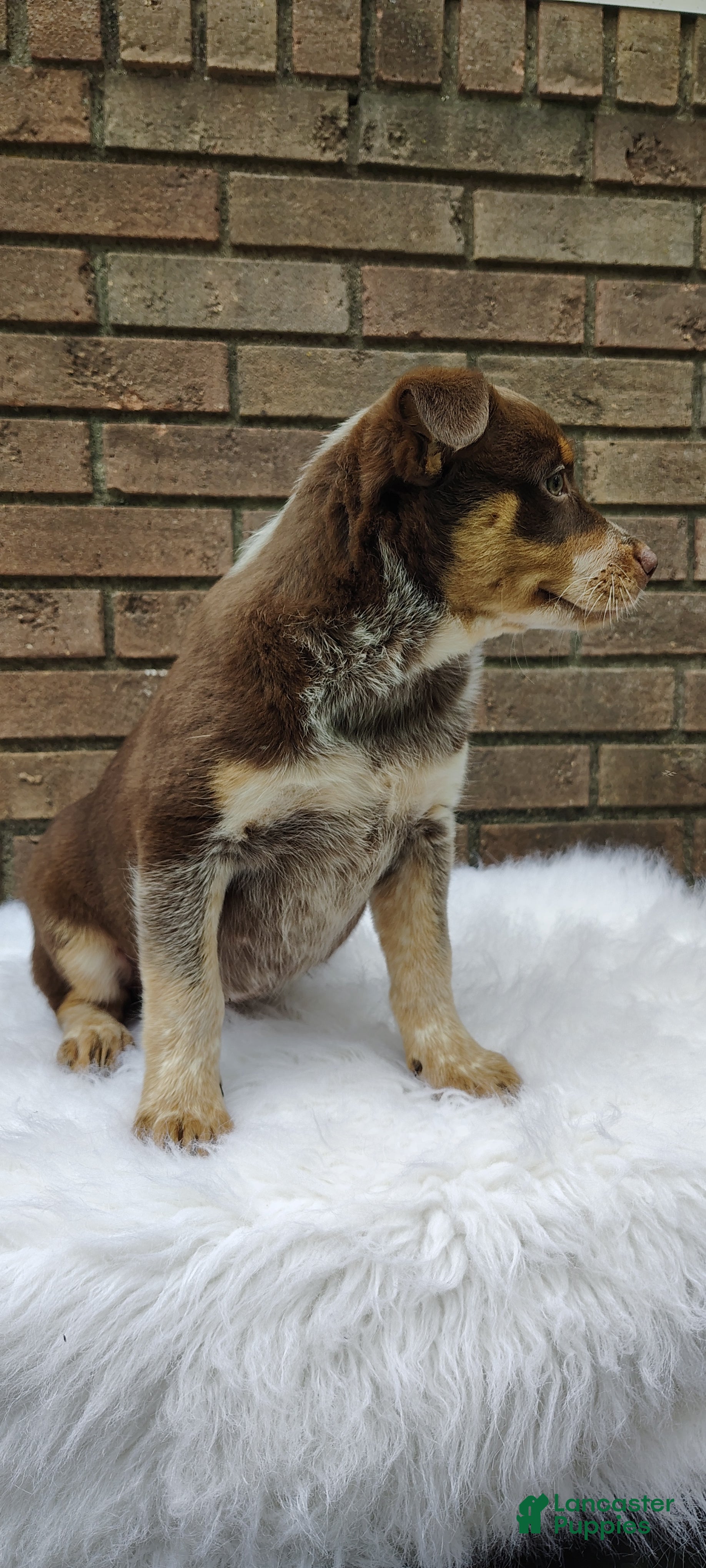 Mixed Breed dogs Bella - Ad 2