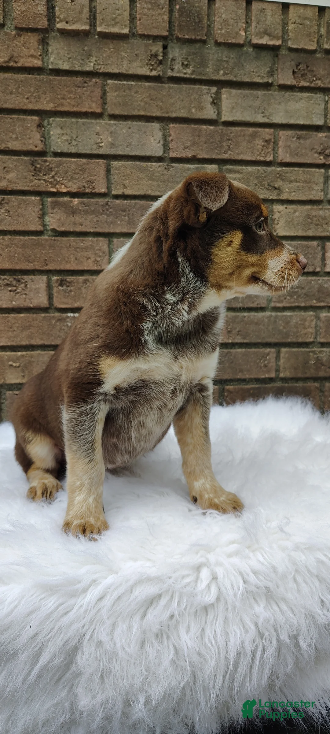 Mixed Breed dogs for sale: Bella - Ad 2