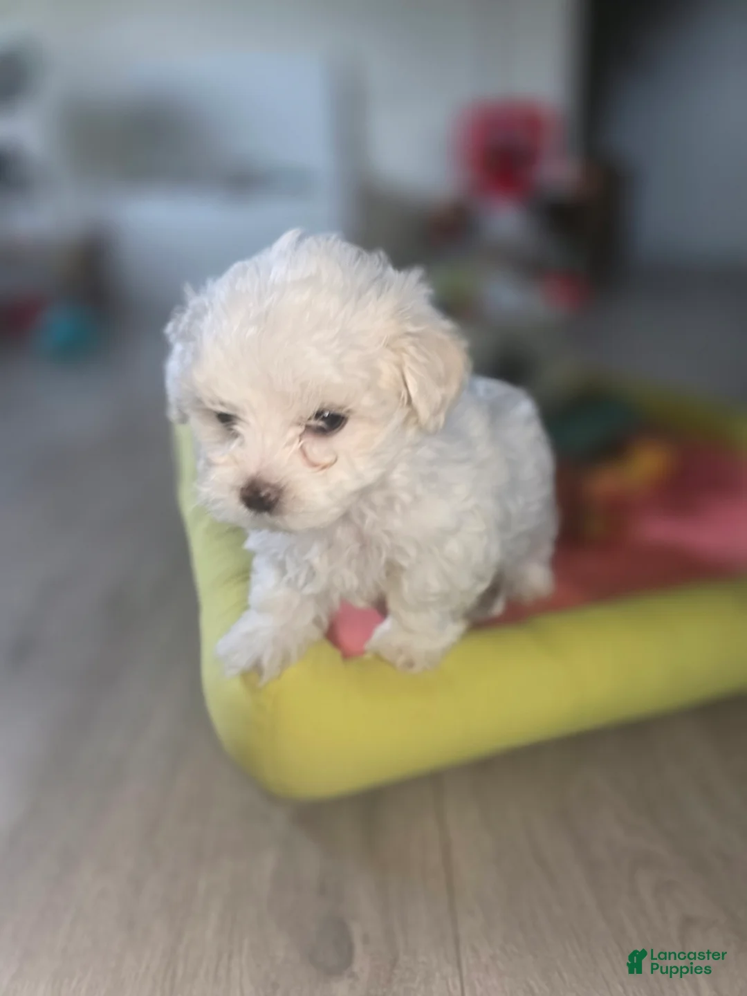 Maltese dogs for sale: 🐶 Female Maltese Puppy – Sweet, Playful & Petite - Ad 8
