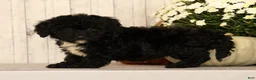 Mini Bernedoodle dogs for sale: Gina - Ad 5