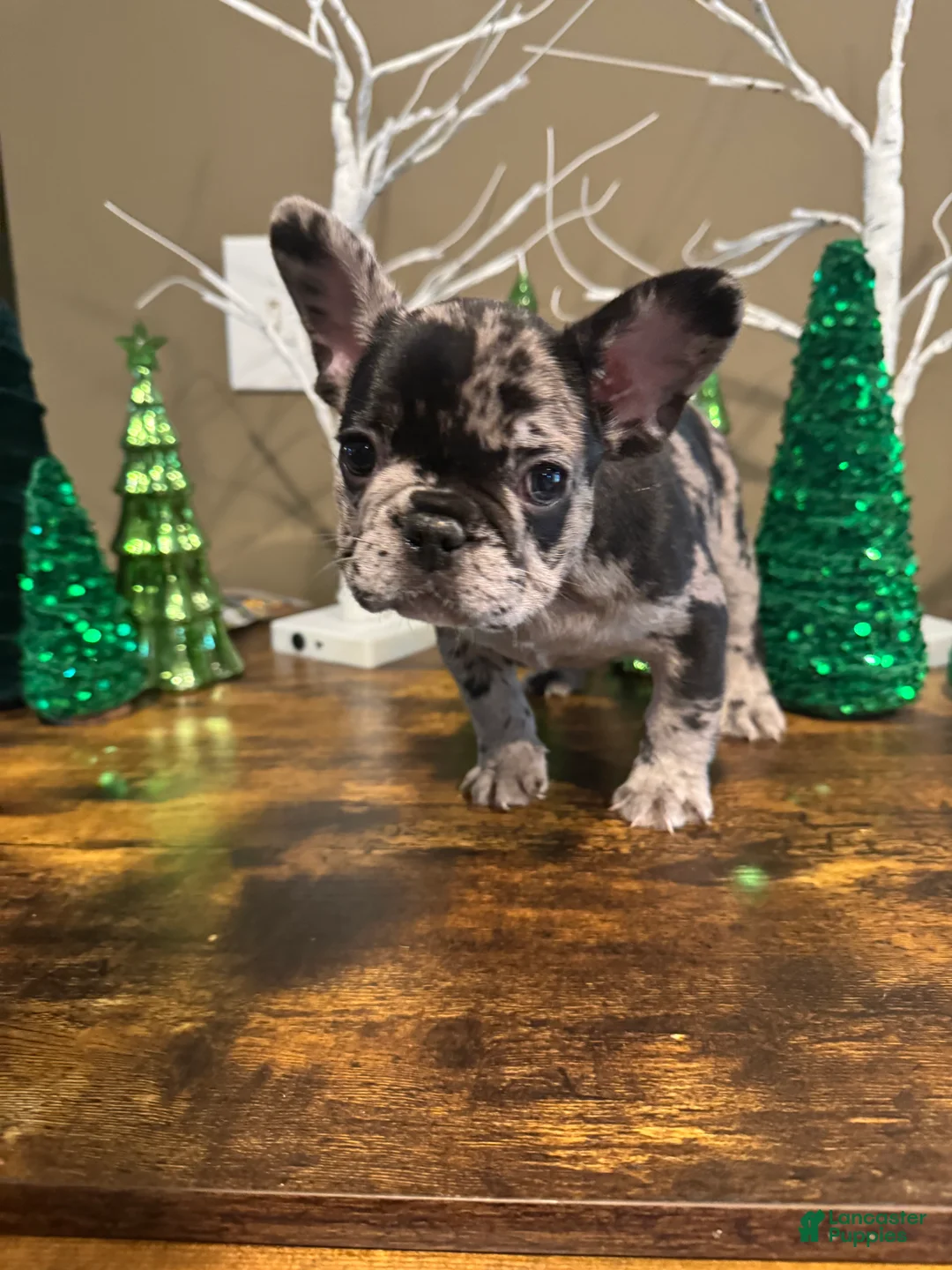 French Bulldog dogs for sale: French Bulldog Puppy 2 - Ad 5