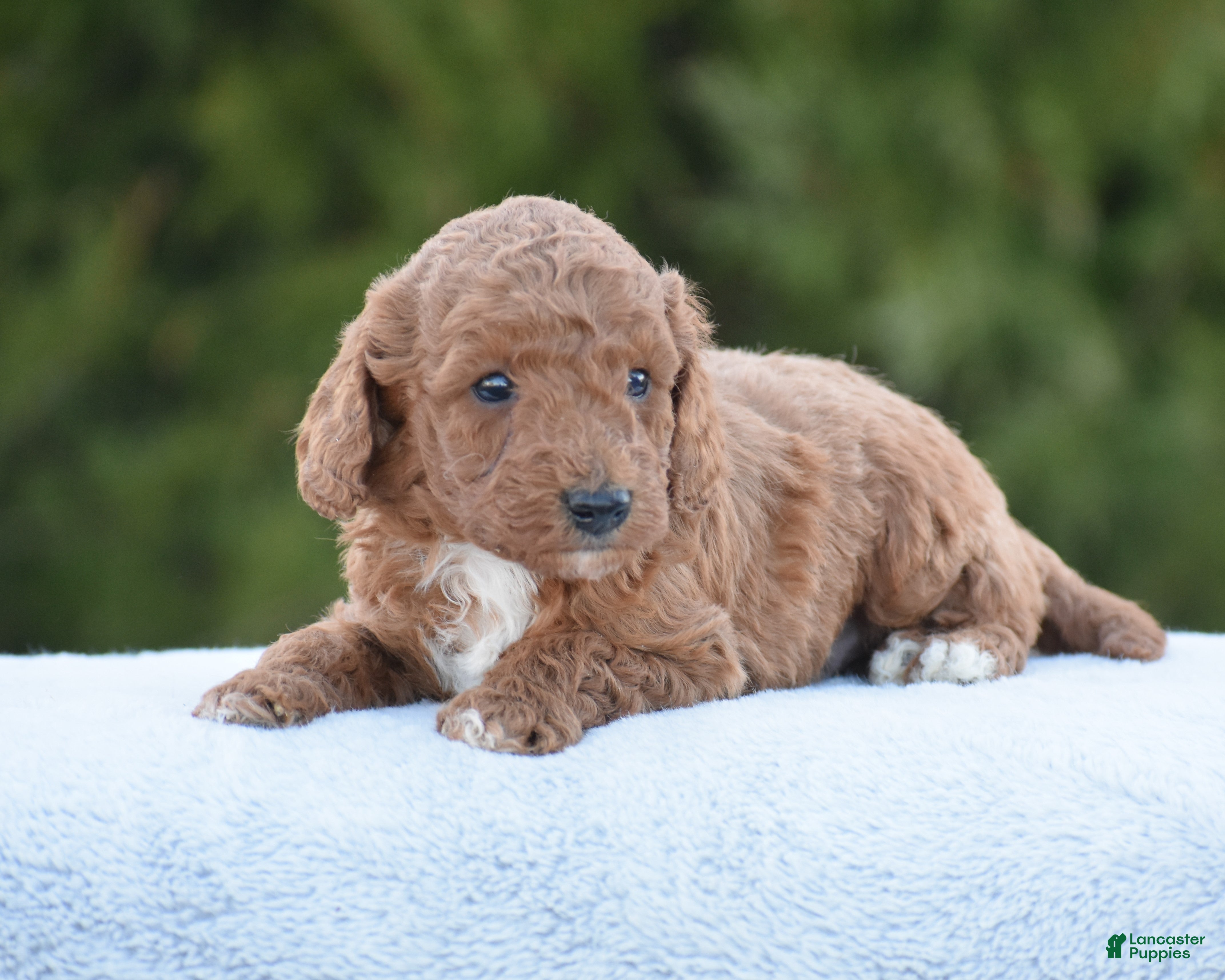 Miniature Poodle dogs Carmel - Ad 2