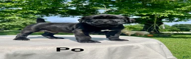 Cane Corso po