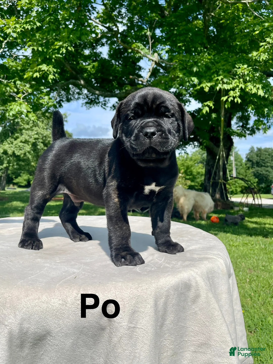 Cane Corso dogs for sale: Cane Corso po - Ad 1