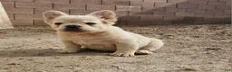 French Bulldog dogs for sale: French Bulldog Puppy 1 - Ad 10