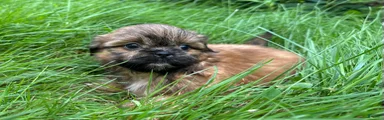 Shih Tzu 5