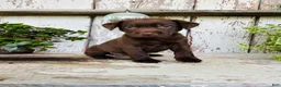 Labrador Retriever dogs for sale: Coco  - Ad 4