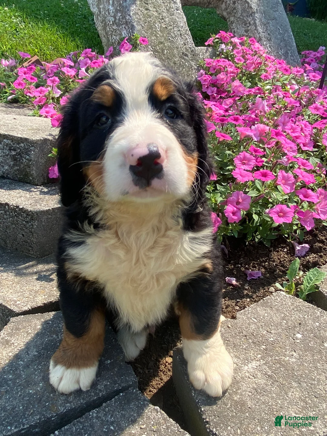 Bernese Mountain Dog dogs for sale: Cooper - Ad 10