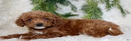 Miniature Poodle dogs for sale: Miniature Poodle 1 - Ad 4