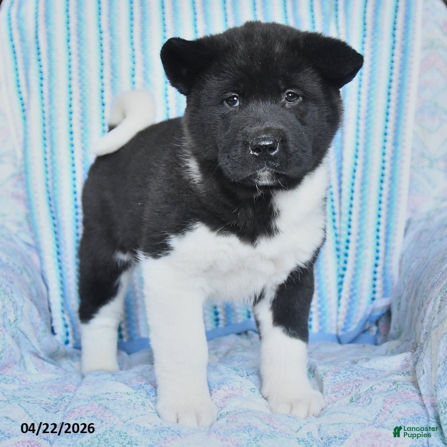Akita dogs Reba - Ad 2