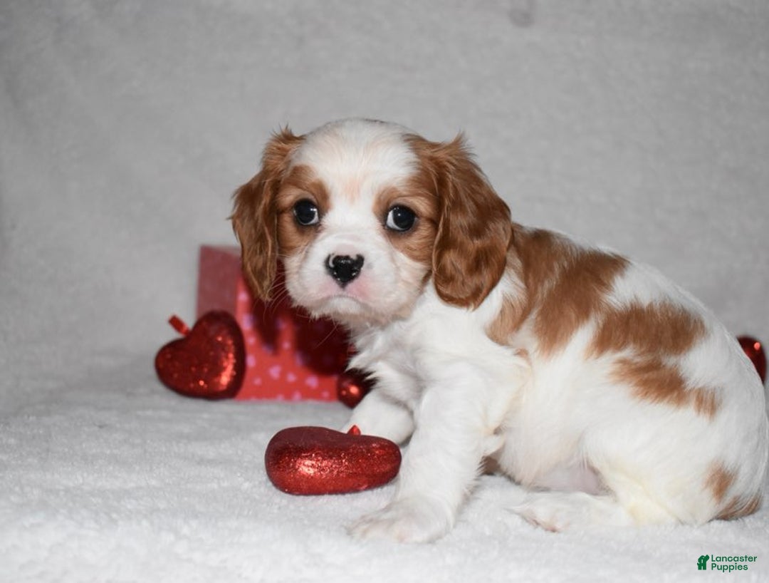 Cavalier King Charles Spaniel dogs for sale: Odie - Ad 2