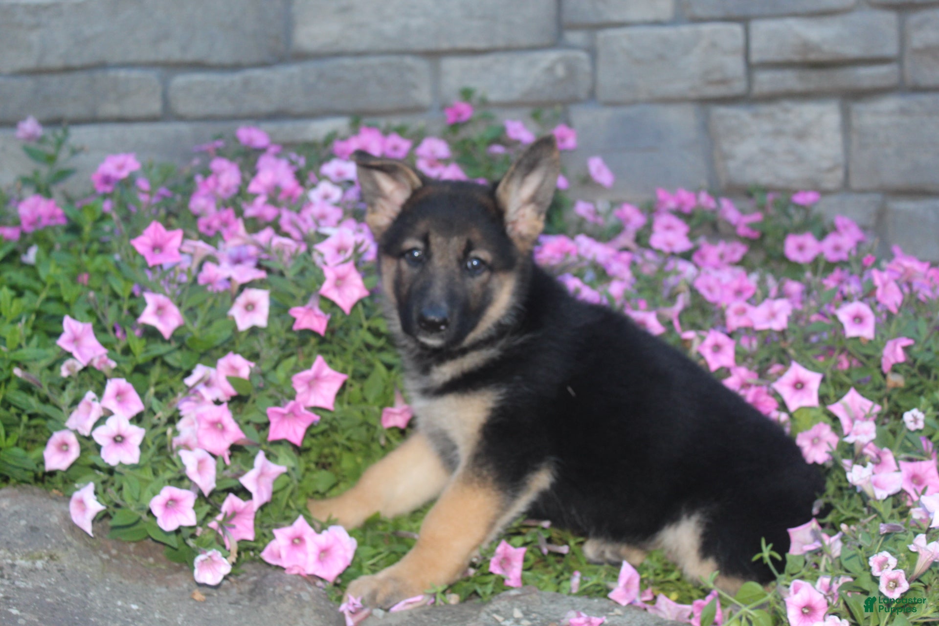 German Shepherd dogs Baily - Ad 2