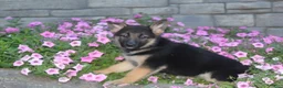 German Shepherd dogs for sale: Baily - Ad 2