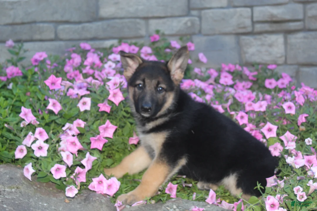 German Shepherd dogs for sale: Baily - Ad 2