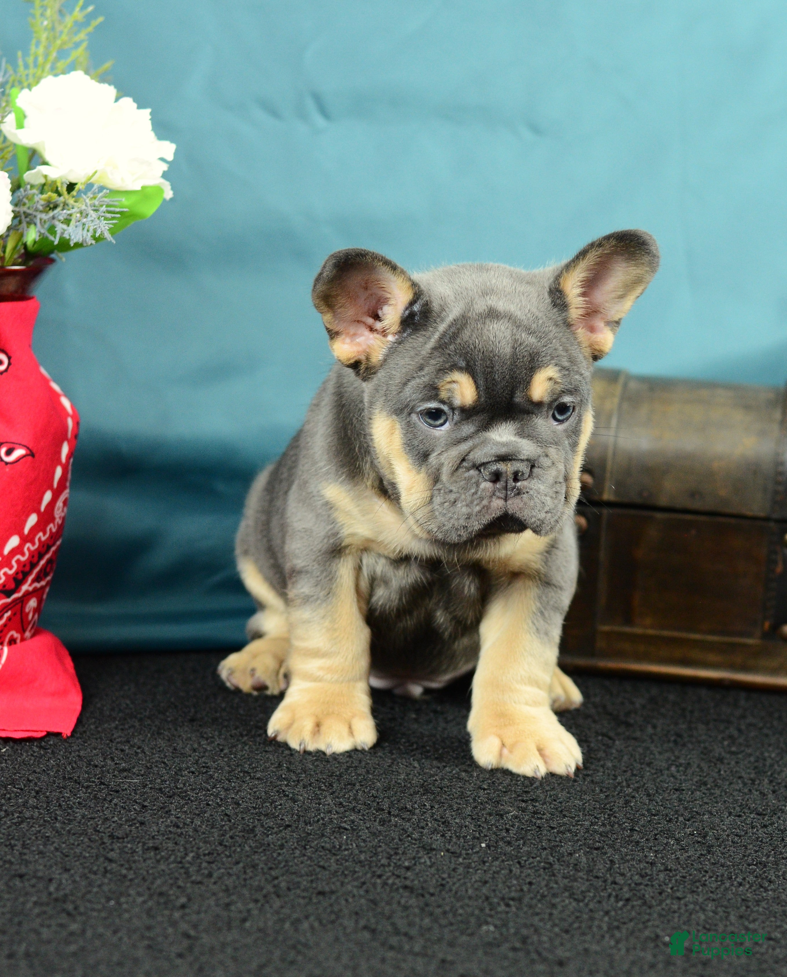 French Bulldog dogs 918 Bud - Ad 2