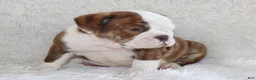 English Bulldog dogs for sale: Hudson - Ad 8
