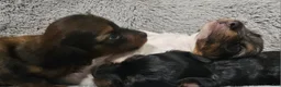 Miniature Dachshund dogs for sale: Miniature Dachshund 3 - Ad 8
