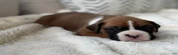 Boxer dogs for sale: Poppy - Ad 3