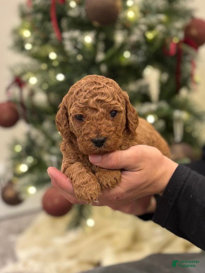 Mini Goldendoodle dogs Skye - Ad 17