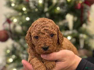 Mini Goldendoodle dogs Skye - Ad 17