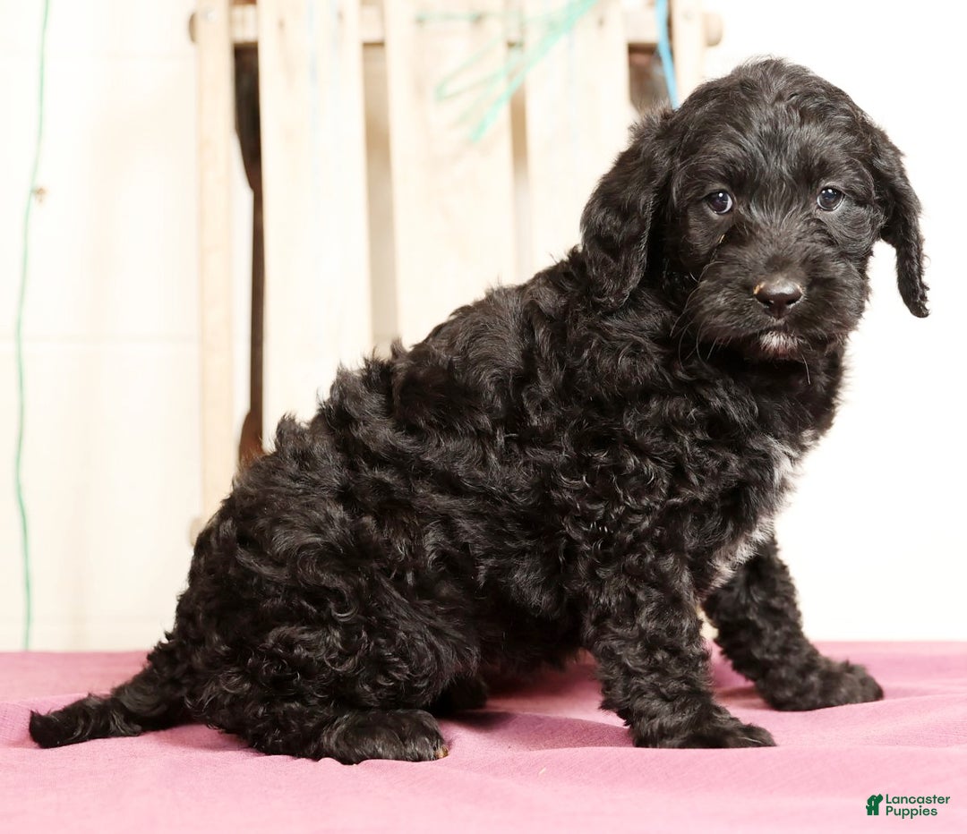 Labradoodle dogs for sale: Glenda - Ad 5