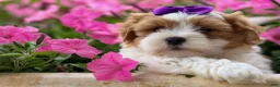 Teddy Bear dogs for sale: TRIXIE - Ad 3