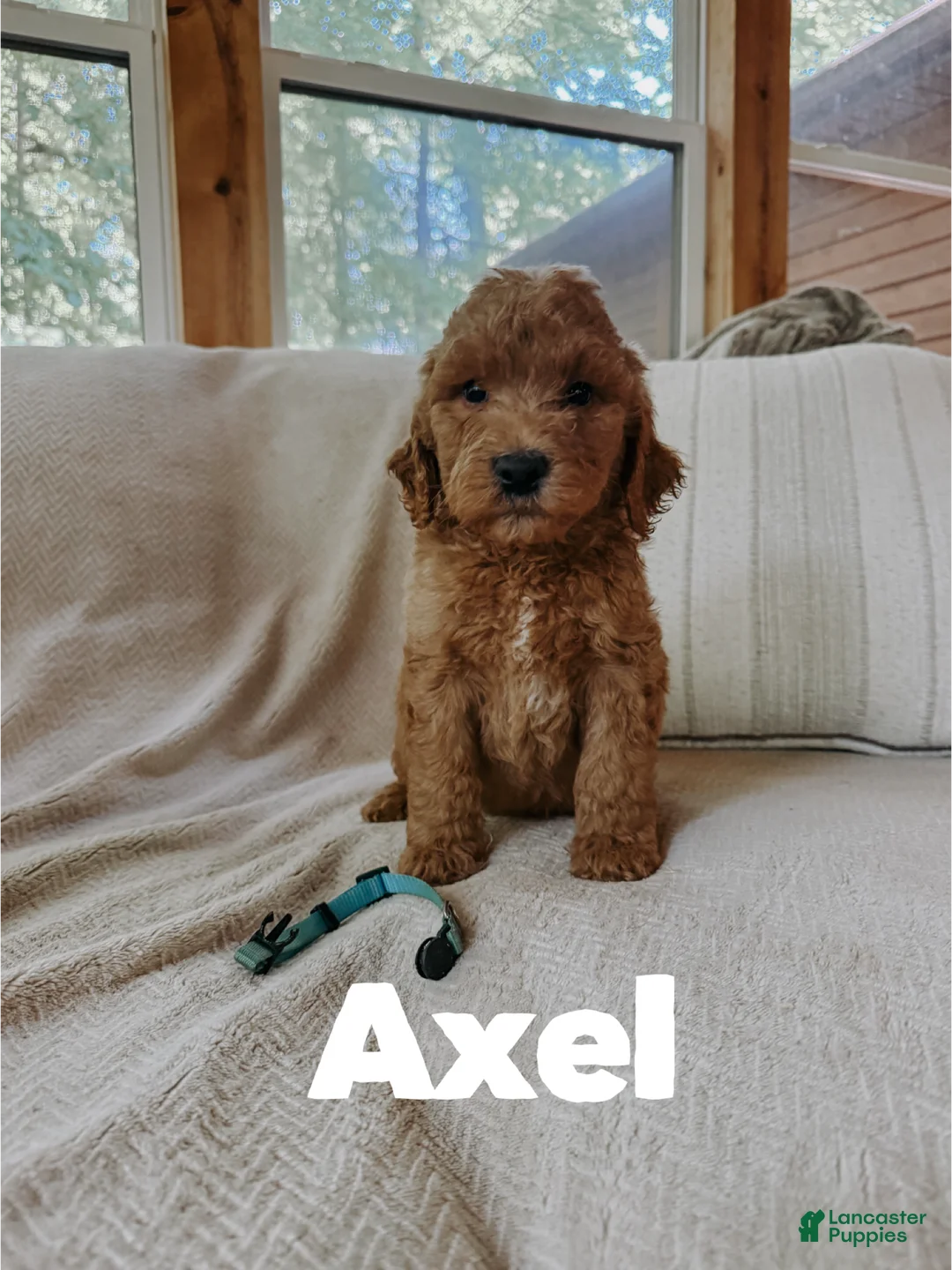 Goldendoodle dogs for sale: Axel - Ad 2