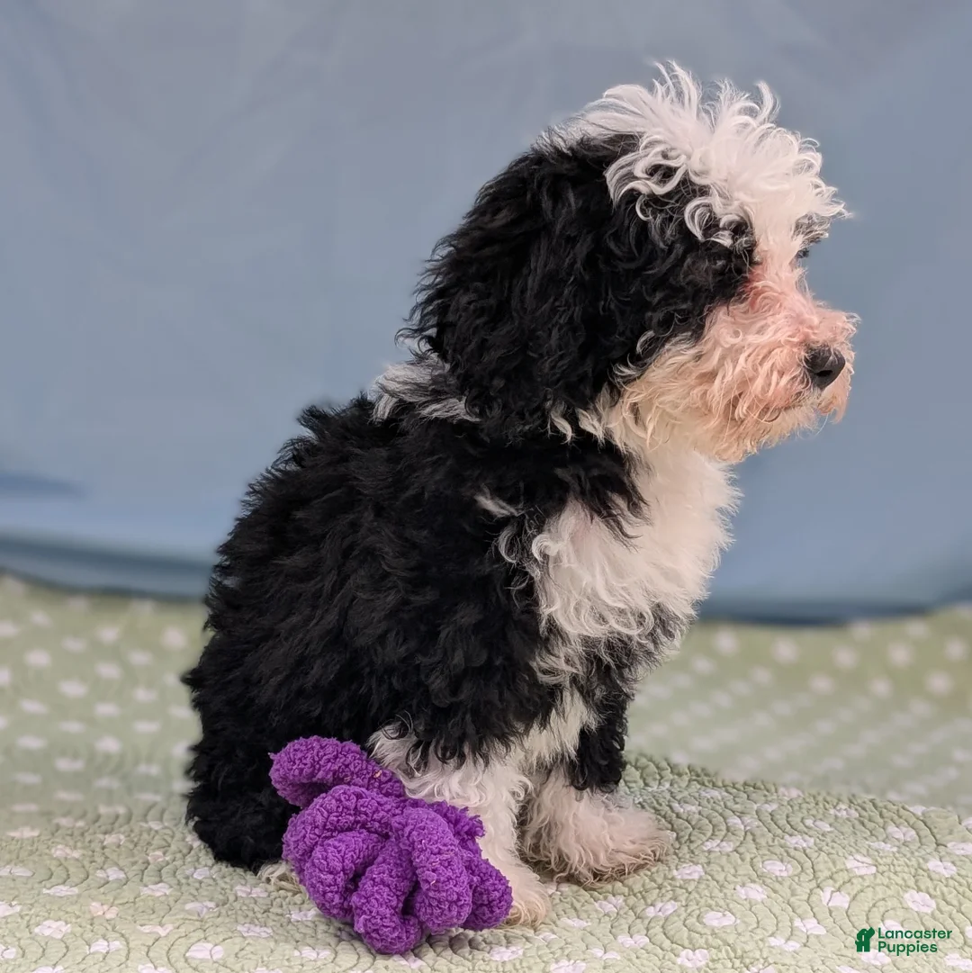 Mixed Breed dogs for sale: Paz (Peace) - Ad 4