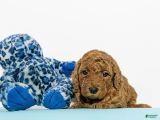 Goldendoodle dogs for sale: benjamin - Ad 4