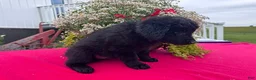 Mixed Breed dogs for sale: Callie - Ad 2