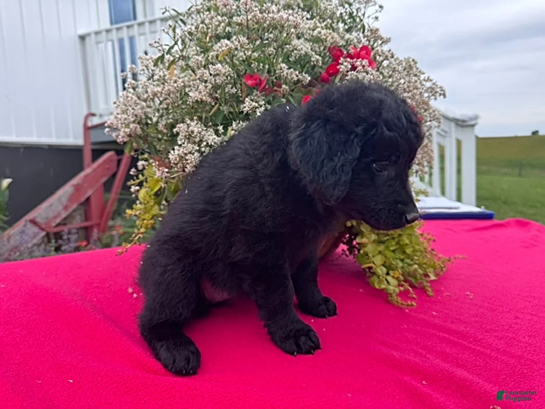 Mixed Breed dogs for sale: Callie - Ad 2