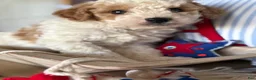Cavapoochon dogs for sale: Cavapoochon 1 - Ad 12