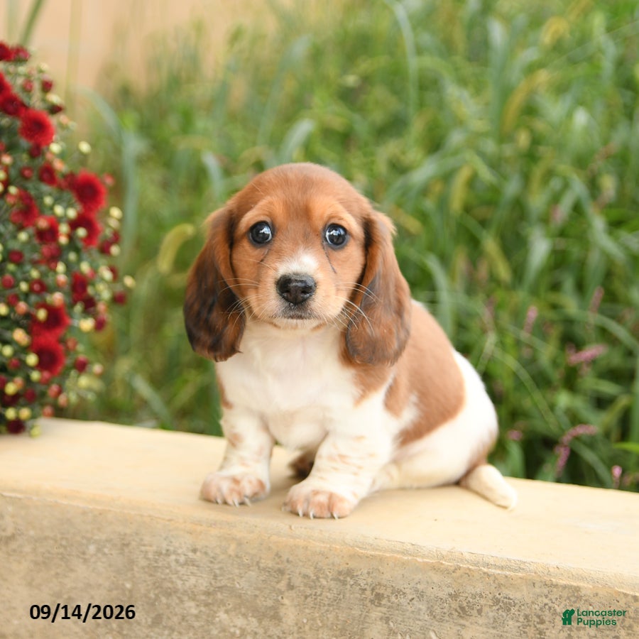 Miniature Dachshund dogs Fancy - Ad 2