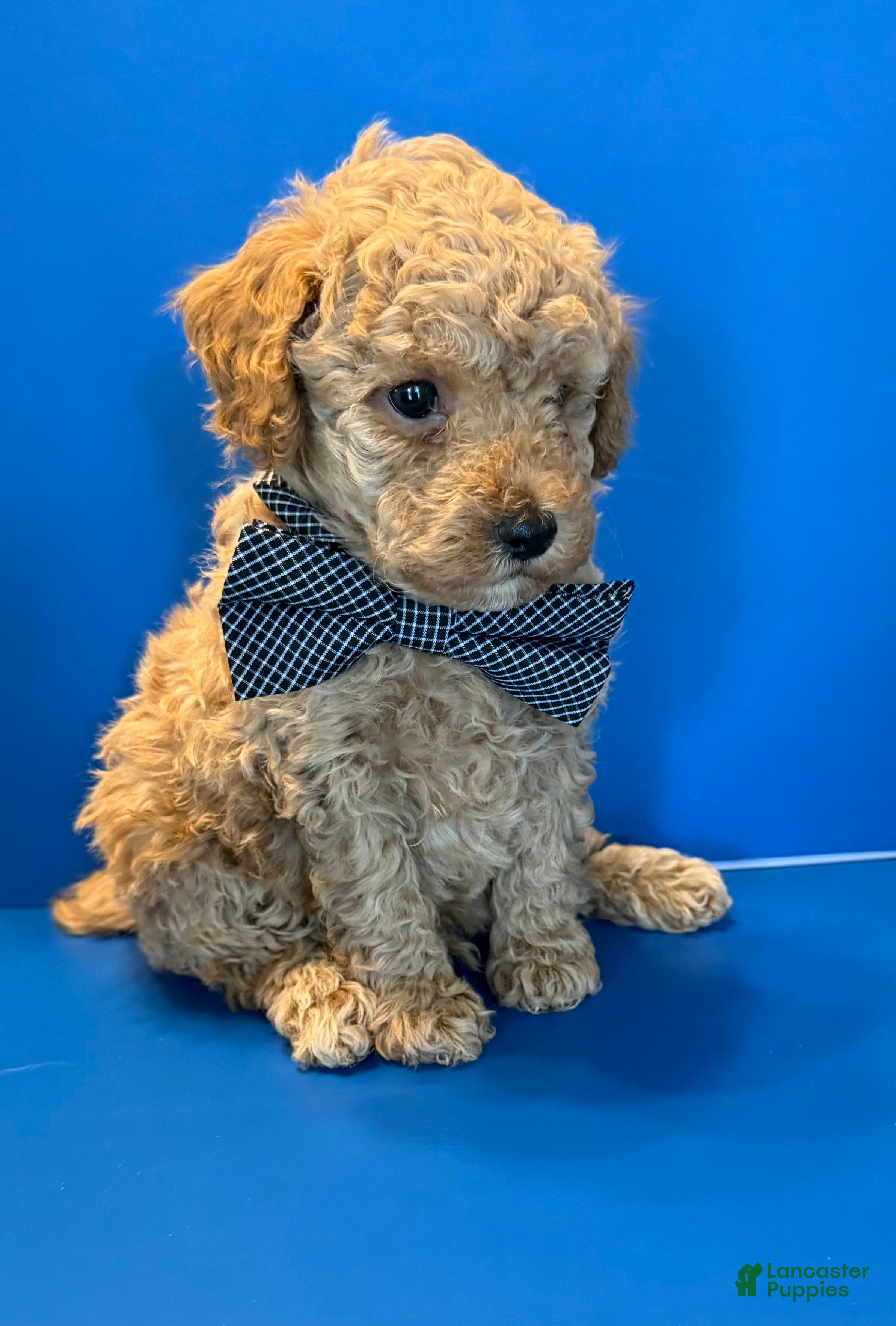 Toy Poodle dogs Biscuit - Ad 1