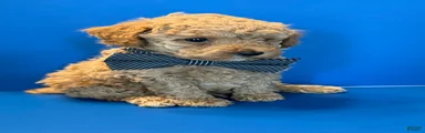 Biscuit
