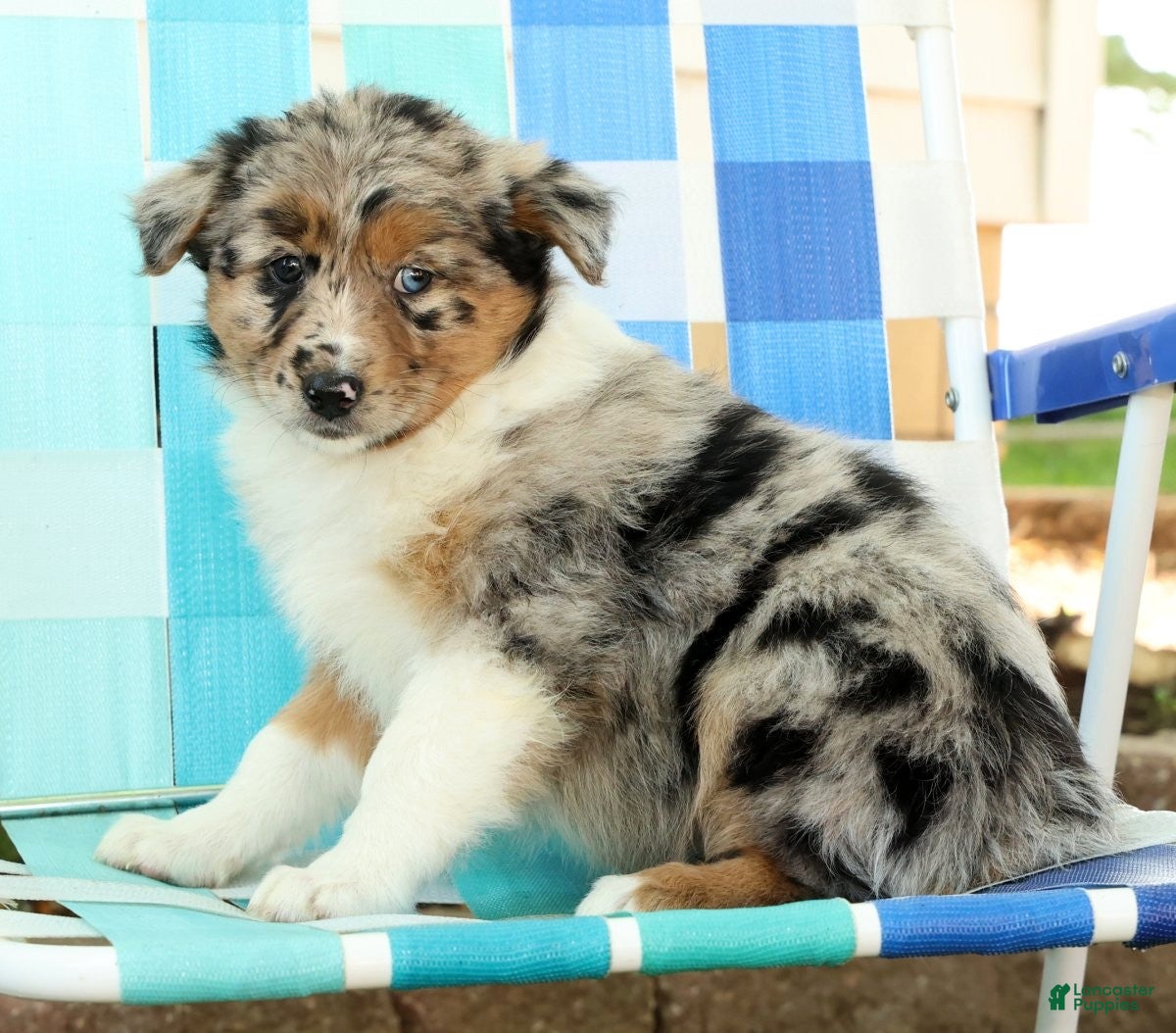 Australian Shepherd dogs for sale: Butterfly - Ad 8