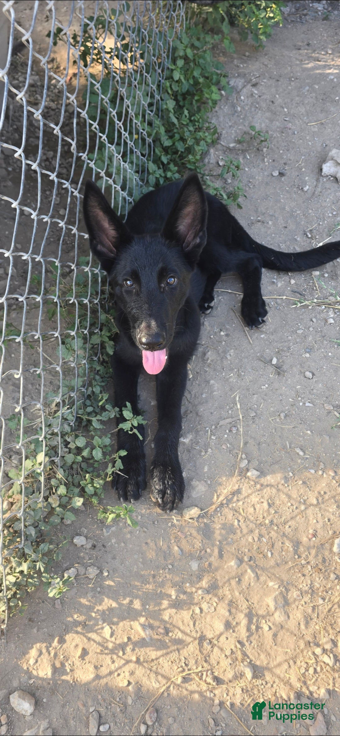 German Shepherd dogs German Shepherd 1 - Ad 1