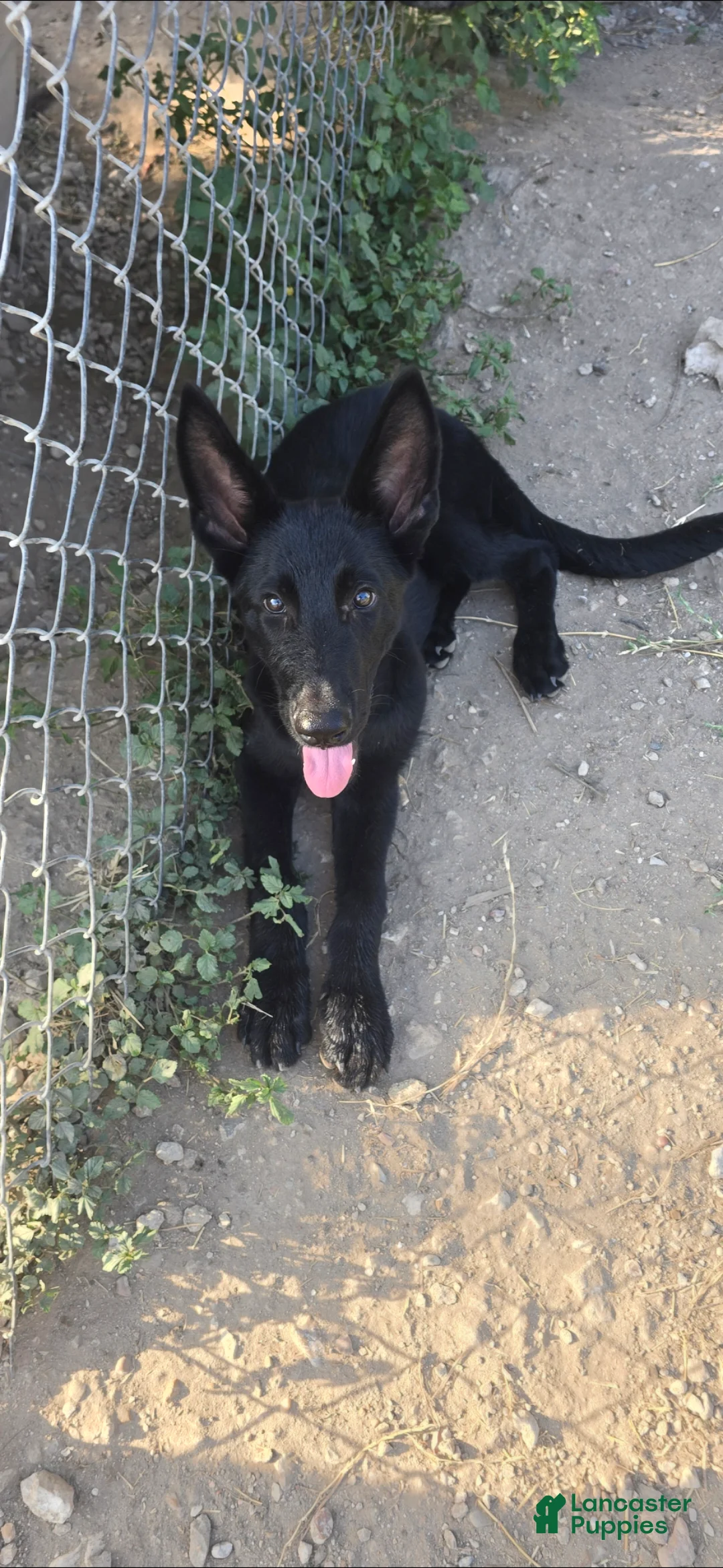 German Shepherd dogs for sale: German Shepherd 1 - Ad 1