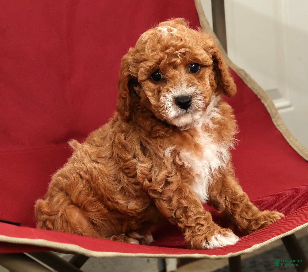 Cavapoo dogs for sale: Joey - Ad 7