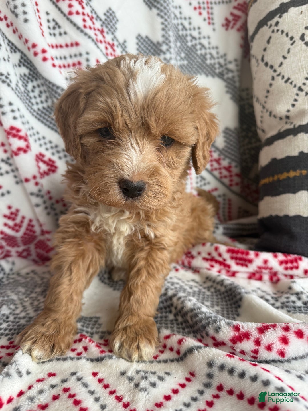 Mini Bernedoodle dogs for sale: Cooper - Ad 5