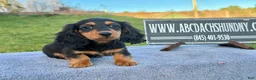 Miniature Dachshund dogs for sale: Russian  - Ad 3